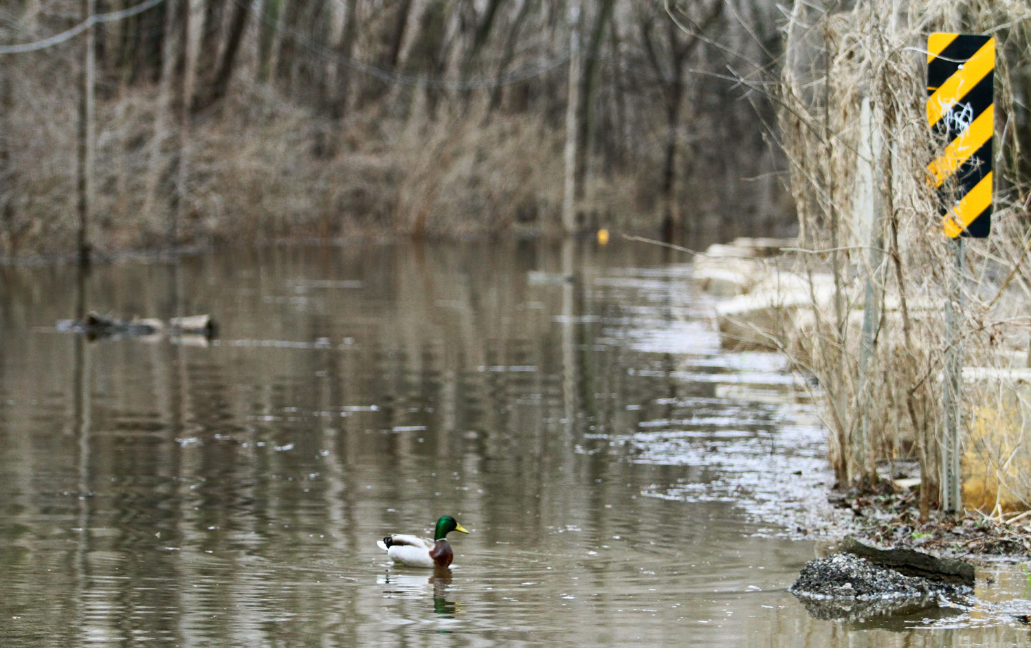 Flooding3